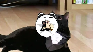 Preppy Kitty Style - N2 Cat Crew
