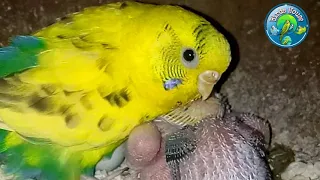 Budgie Female Bird with Chicks