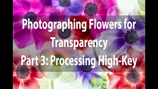 Photographing Flowers for Transparency | Part 3: Processing a High-Key Layer Stack | Harold Davis