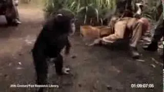 обезьяна стреляет