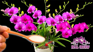 I poured a spoonful into the roots! Suddenly orchids bloom many magical flowers | Heal Orchid