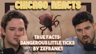 True Fact Dangerous Little Ticks by zefrank1 | First Time Reactions