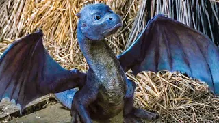 Feeding A Baby Dragon Scene - ERAGON (2006) Movie Clip