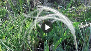 Stipa pulcherrima Ukraine 🌼 Ковила найкрасивіша Україна