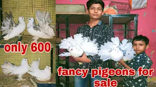 Indian fantel for.sale lakkha kabutar for sale.mukhi pigeons for sale.Maharashtra fancy pigeons form