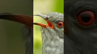Gray-Ballied Cuckoo