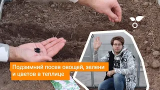 Подзимний посев овощей, зелени и цветов в теплице