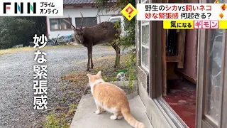 野生のシカ VS 飼いネコ　妙な緊張感 何起きる?