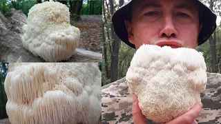 Blackberry comb or Hericium. How to grow magic mushrooms.