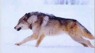 lobo's wolfslide
