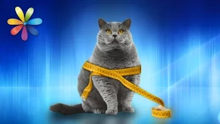 Помогаем коту сбросить лишний вес – Все буде добре. Выпуск 984 от 16.03.17