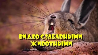 ВИДЕО С ЗАБАВНЫМИ ЖИВОТНЫМИ № 2. 2017 год.