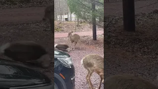 Deer almost breaks it’s neck during deer fight😳 #deer #nature #country #crazy#fighting
