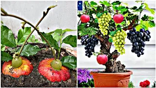 Technique planting grapes and apple / best method for growing grapes in apple tree from fruit