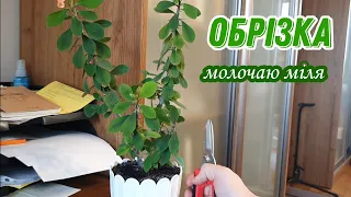 МОЛОЧАЙ МІЛЯ (Euphorbia milii) обрізка
