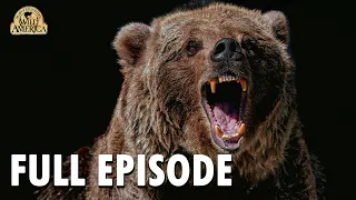 Wild America  | S9 E7 'Time of the Grizzly' | Full Episode | FANGS