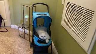 My white cat Mr. Fluffy Pants in his Stroller