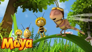 Wings Of A Champion - Maya the Bee - Episode 63