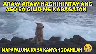 ARAW ARAW NA NAGHIHINTAY ANG ASO SA TABI NG DAGAT, TIYAK NA MAPAPALUHA KA SA NAKAKAIYAK NA DAHILAN