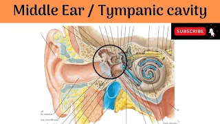 Middle Ear | Situation | Dimensions | Parts | Boundaries | Contents #Anatomy #mbbs #education