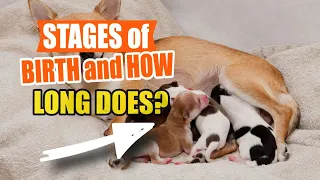 STAGES of Canine BIRTH and HOW LONG Does It Take to GIVE Birth?🐶