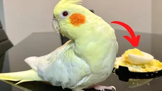 Cockatiel Reaction To Boiled Egg