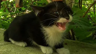Tiny But Angry Kitten Scaring a Grown Cat by Meowing and Hissing