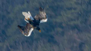 The world's biggest bird of prey, Steller's sea eagle's sudden drop hunting!