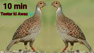 grey Partridge Sounds. Francolin Voice . teetar ki Awaz 🎶 boli calling #teetar #voice #sounds