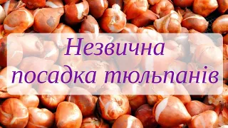 Висаджую тюльпани у бетонному кільці і крокуси на газоні