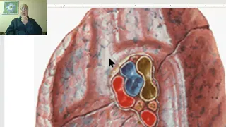 Anatomy of the thorax 2023 in Arabic (Lung , part 2), by Dr. Wahdan