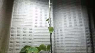 How vines climb