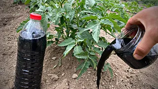 give this fertilizer to harvest tomatoes like harvesting grapes 100%