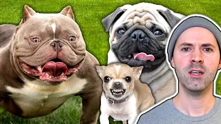 Deformed Dog Breeds That Should Go Extinct