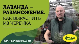 Лаванда – размножение. Как правильно вырастить из черенка