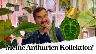 🌱 Meine Anthurien Kollektion! 🌿 Die Queen-Anthurium und ihre Untertanen 👑