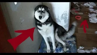 НАКОСЯЧИЛИ СВЕЖАЯ ПОДБОРКА ПРОВИНИВШИХСЯ СОБАК | FUNNY DOGS | HUSKY PLANET