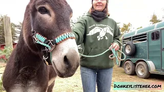 Leading a donkey tips! My must have training tool for leading!! #burro #donkey