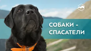 Собаки-спасатели