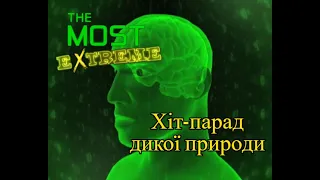 Хіт-парад дикої природи | Українська озвучка🇺🇦