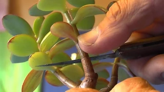 Geldbaum Bonsai schneiden und vermehren