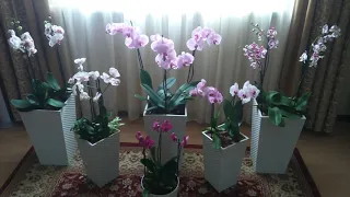 Как правильно создавать гармоничные композиции из орхидей