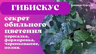 Как заставить ГИБИСКУС (Китайскую розу) цвести? Легко и Просто.