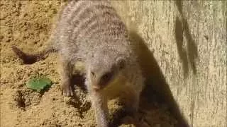 Zebramanguste (Mungos mungo) - Banded mongoose