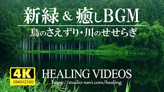 [4K] Healing BGM and refreshing fresh green (bird chirping, river babbling)
