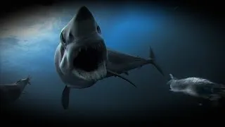 World's Fastest Shark Chases Bait