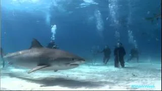 Daily Planet - Meet Rob Stewart of Sharkwater