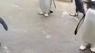 Весёлый пингвин