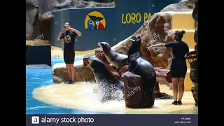 Loro Parque, Tenerife SEA LION SHOW