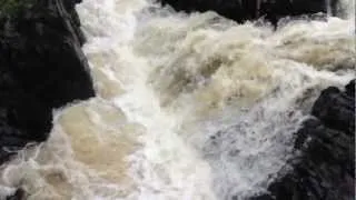 Salmons leaping at Falls of Feugh, Banchory